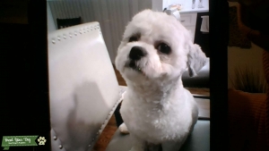 White Maltipoo Listing Image