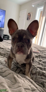French Bulldog Stud Duke AKC Lilac & Tan Points carries cream Listing Image