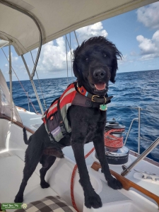 Black/brown Barbet Labradoodle Male Listing Image