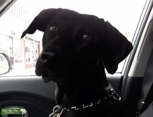 Black Lab Listing Image