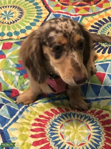 DAPPLE LONG HAIR MINI DACHSHUND Listing Image