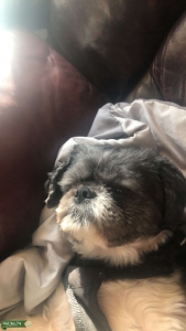 Looks for a female to mate with  Listing Image