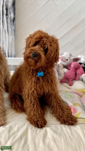 Red mini golden doodle named Mocha  Listing Image