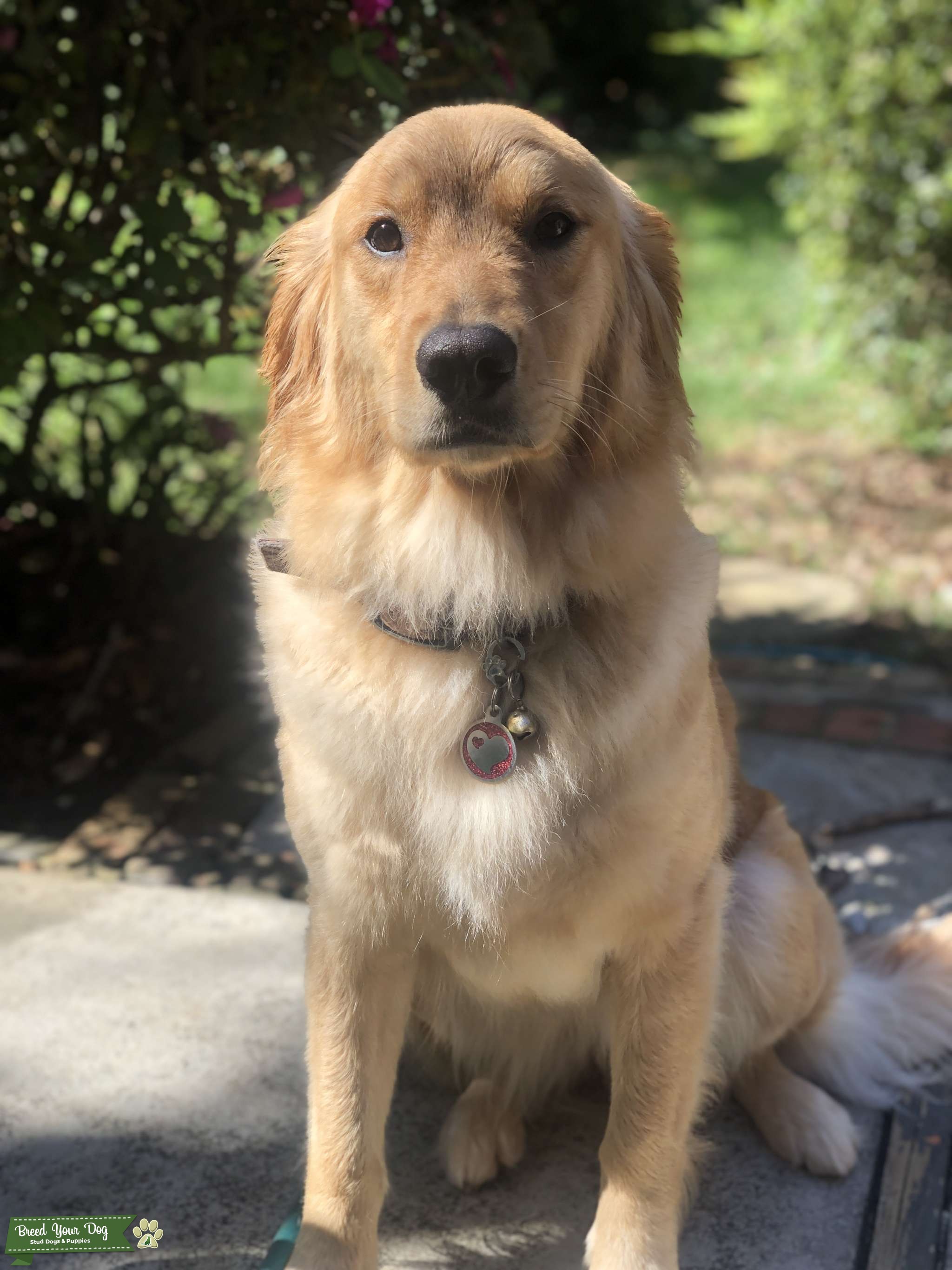 Looking for Stud Stud Dog South East Breed Your Dog