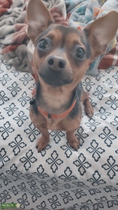 Black and tan chihuahua dachshund mix Listing Image
