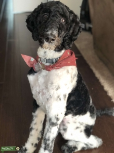 Looking to breed Listing Image