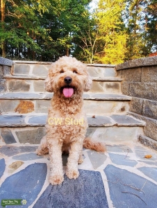 Mini/Medium Goldendoodle Stud Listing Image