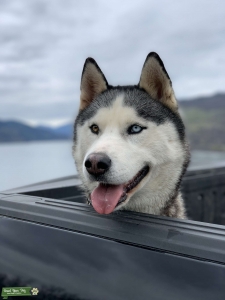 Siberian Husky Female needs stud  Listing Image