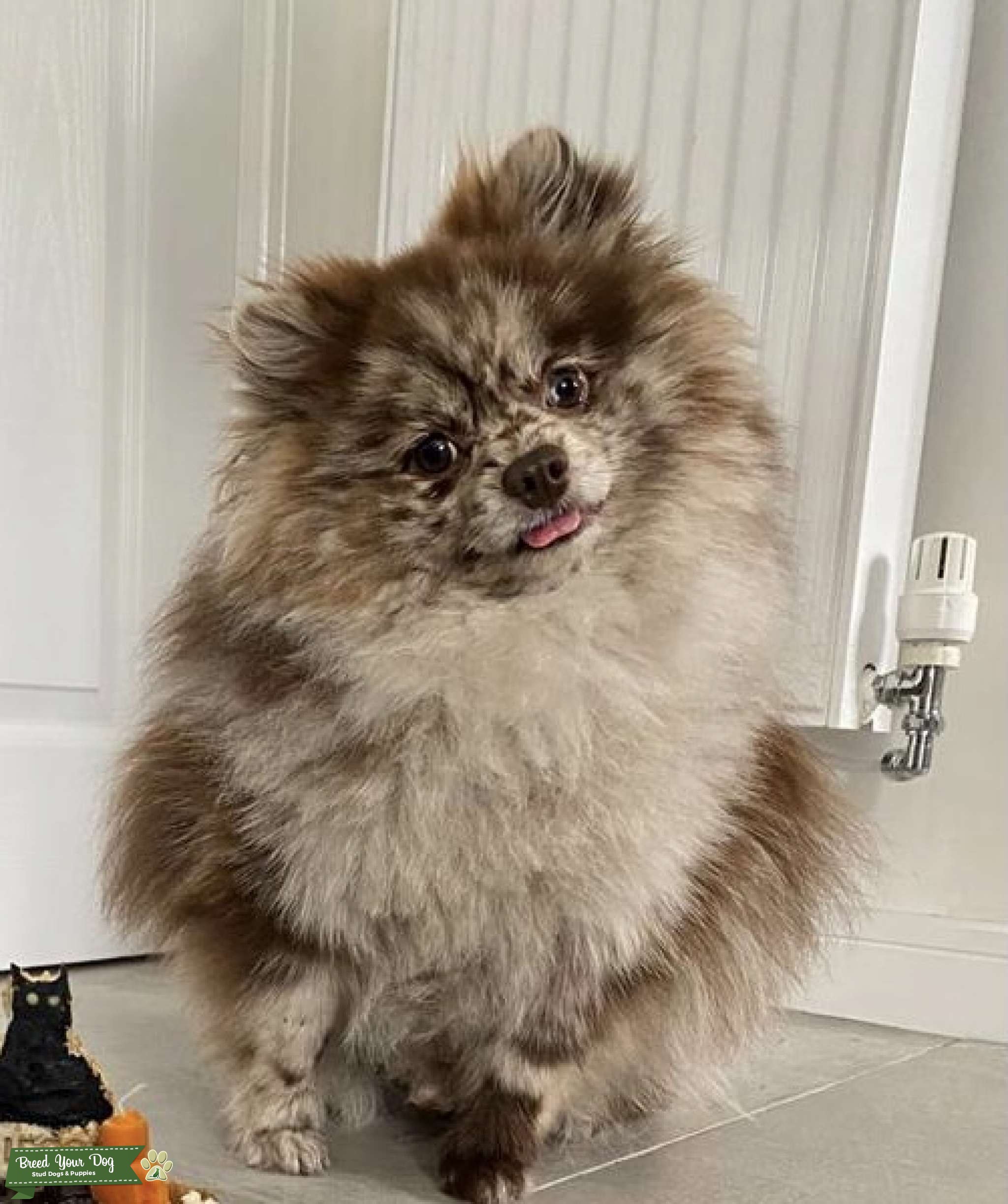 Chocolate Merle Stud Stud Dog in Lancashire , the United States Breed Your Dog