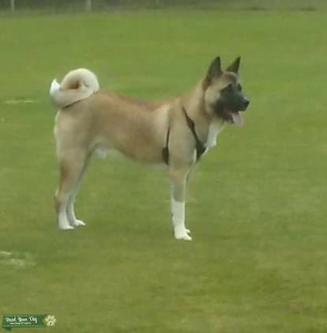 MALE AKITA TO BREED Listing Image