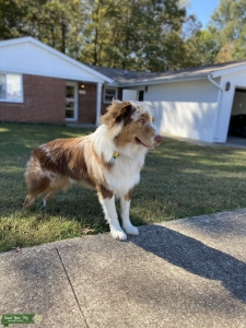 AKC registered Australian Shepherd  Listing Image