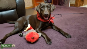 Chocolate Labrador  Listing Image