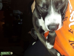 Small   Pitbull/Husky Mix to breed Listing Image