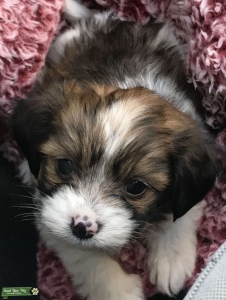 F2 Yorkiepoo stud Listing Image