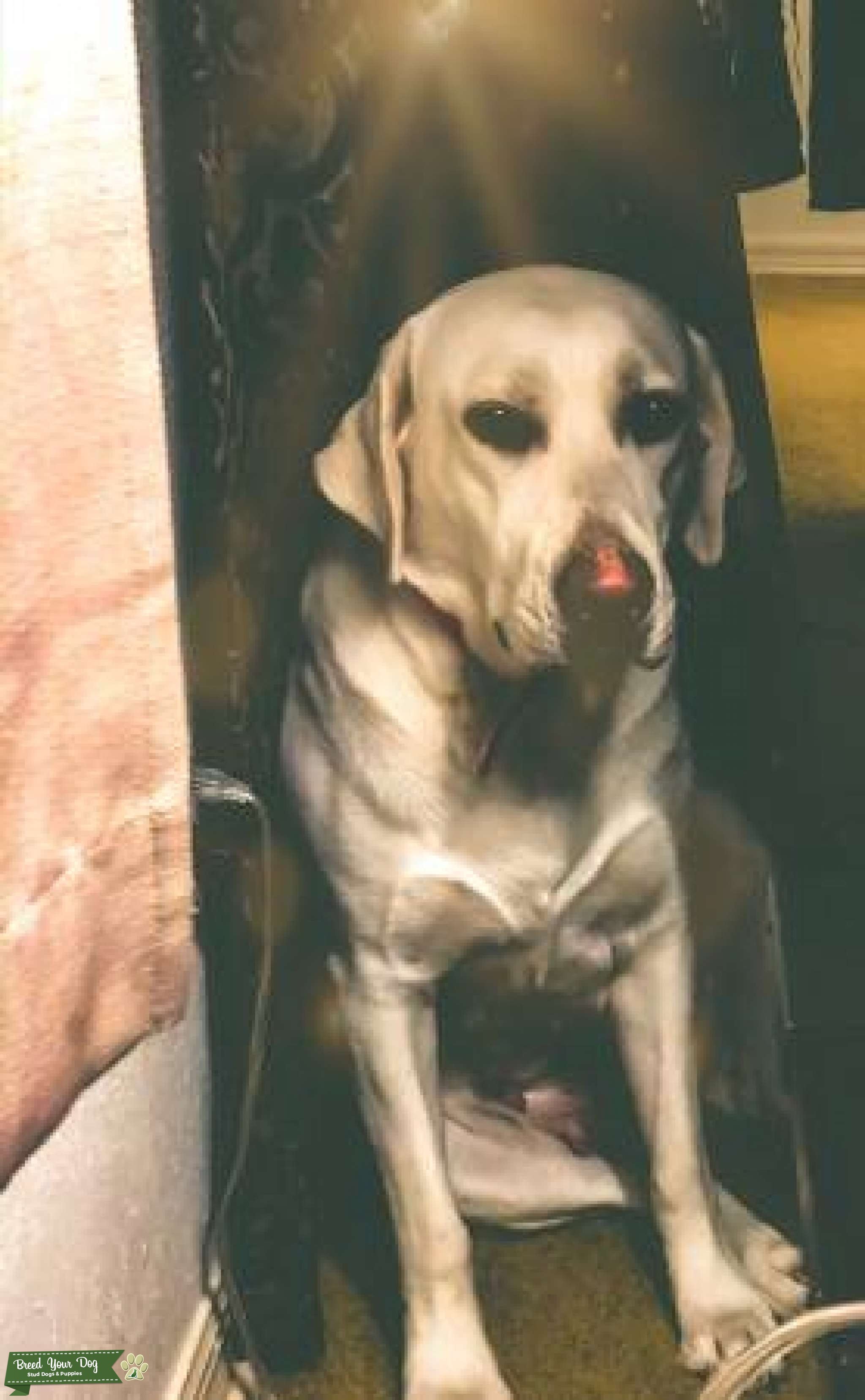 Female yellow lab Stud Dog in Sacramento, the United States Breed