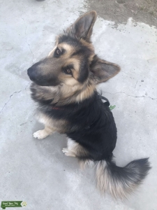 German Shepherd/Husky mix Stud  Listing Image