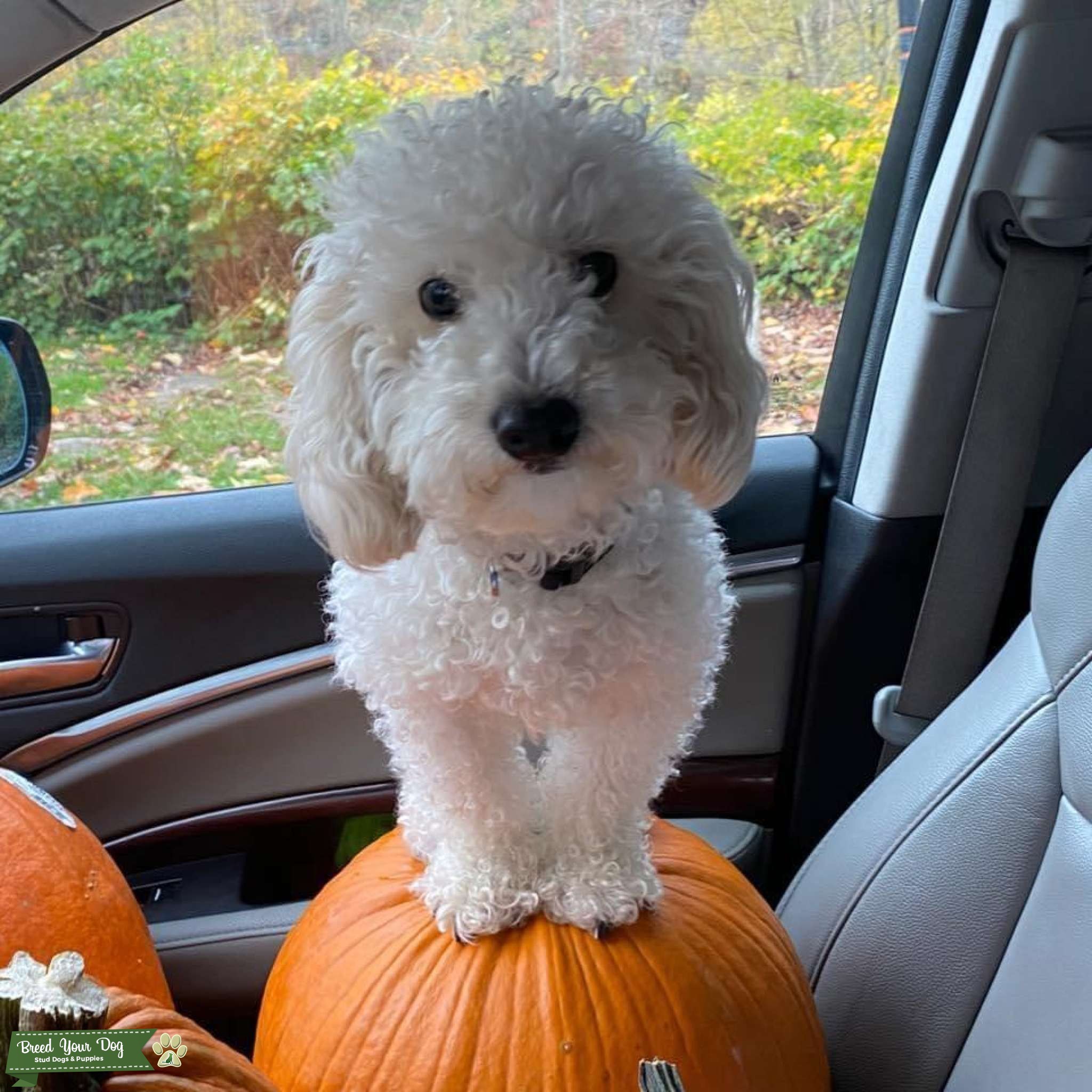 Adorable Toy Poodle Stud Available Stud Dog in WV, the United States