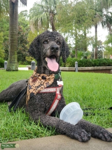 Black Standard Poodle Listing Image