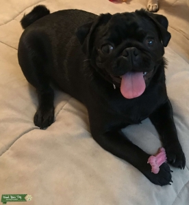 “Sir Licks A lot” Looking for a girlfriend! Listing Image