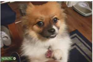 Pomeranian Female,  Ms. Jazzi  Listing Image