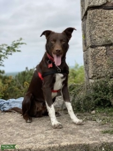 Welsh Collie X Huntaway Listing Image