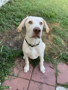 Yellow Lab Listing Image