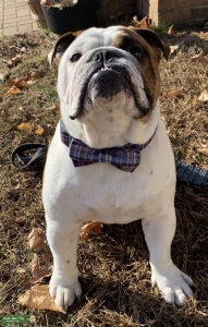 English Bulldog Listing Image