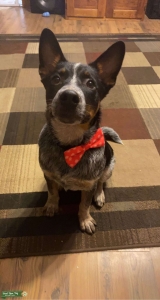 Purebred NAPR registered blue heeler stud Listing Image