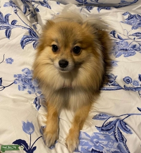 FEMALE POMERANIAN NEEDS A MALE STUD  Listing Image