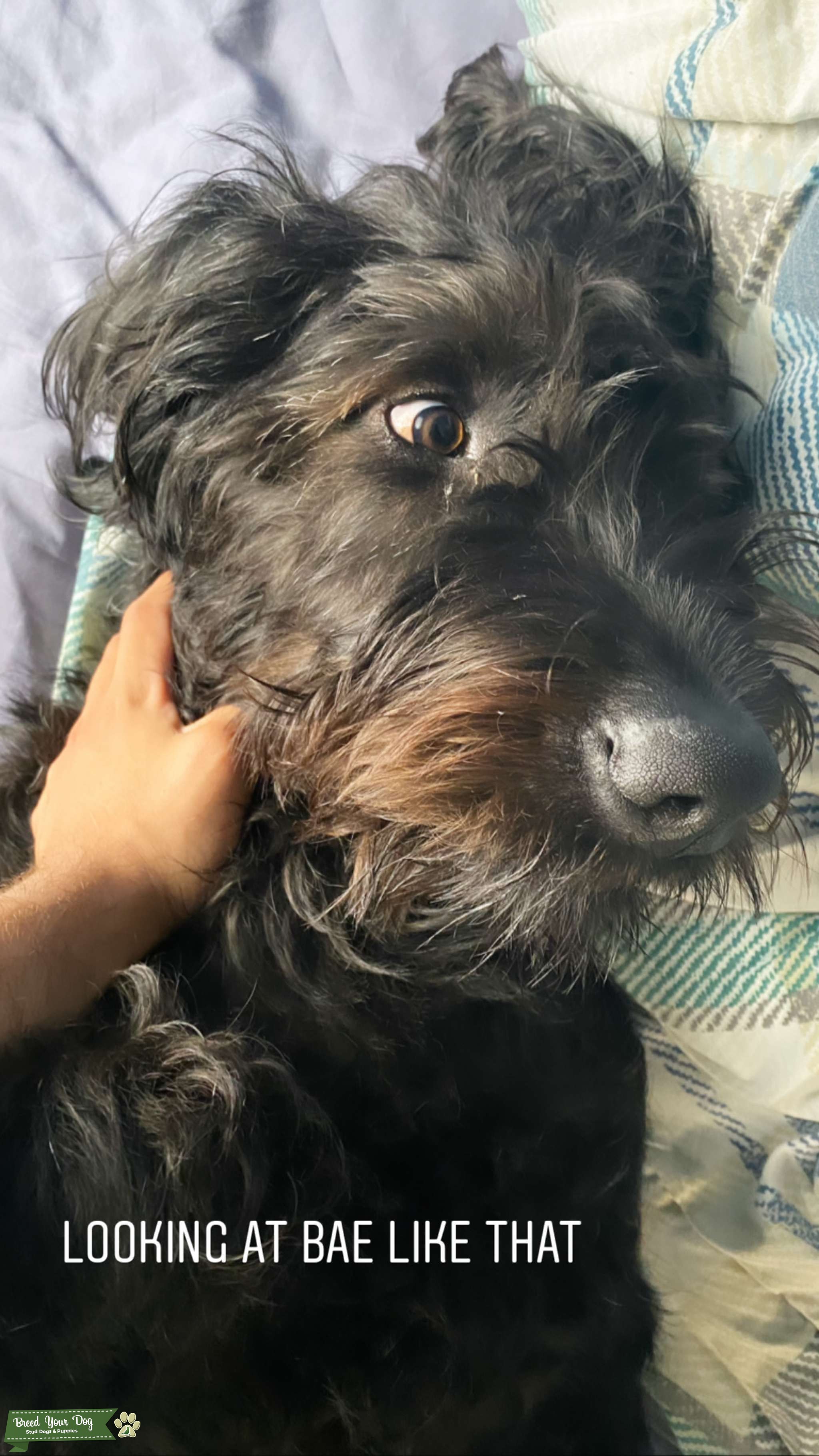 1 year old Labradoodle Stud Dog Union Breed Your Dog