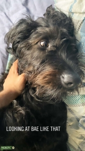 1 year old Labradoodle  Listing Image