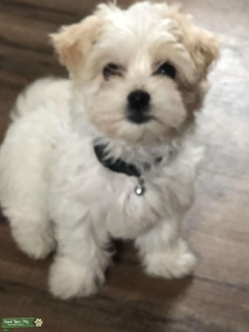 Havanese looking for toy poodle male  Listing Image