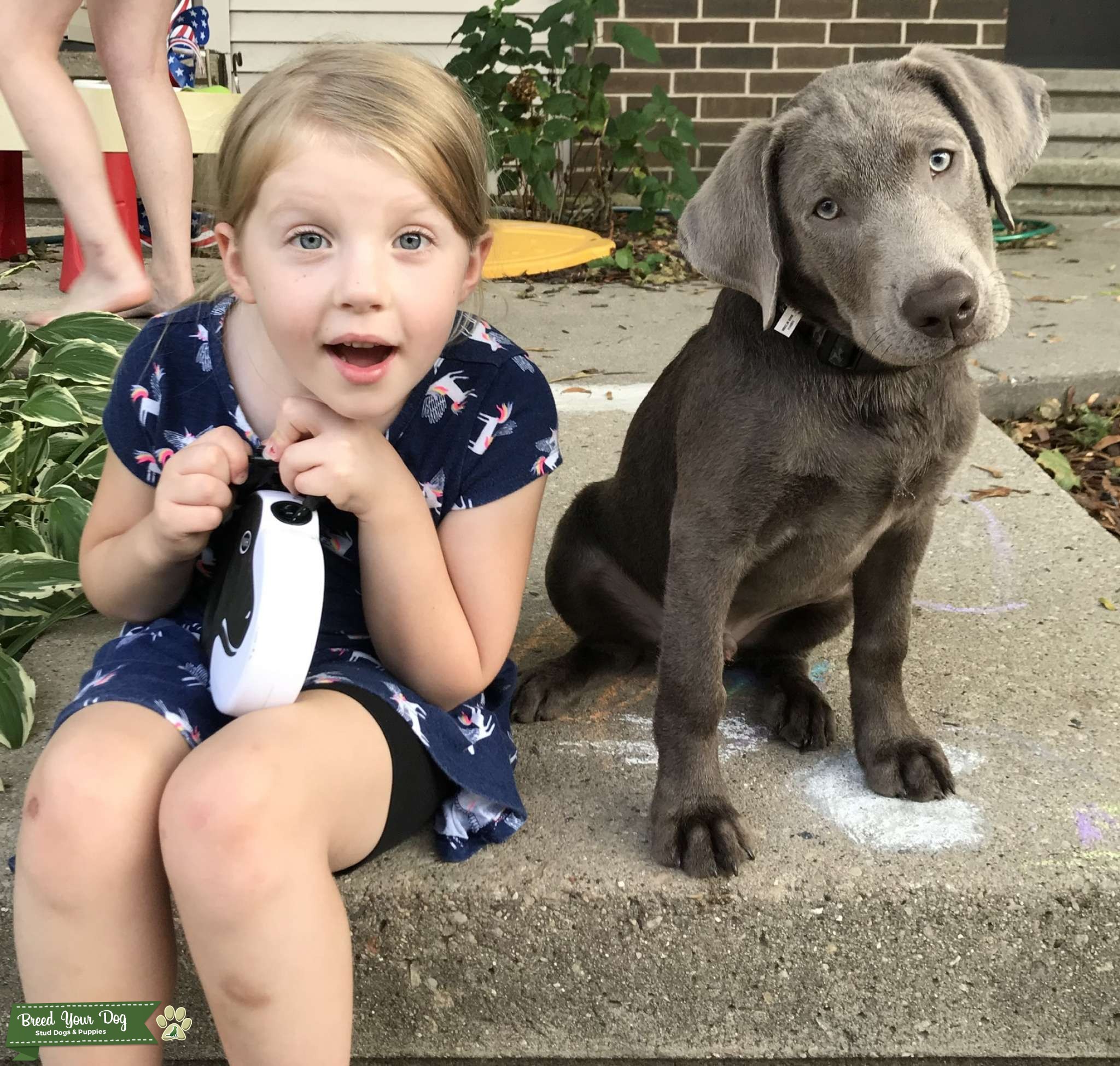 Silver Stud Stud Dog in Wisconsin , the United States Breed Your Dog