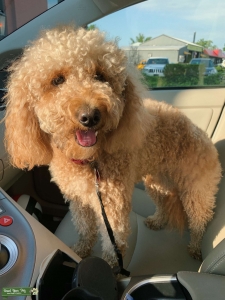 F1B 2 Yr old mini Golden Doodle looking for mini stud Listing Image