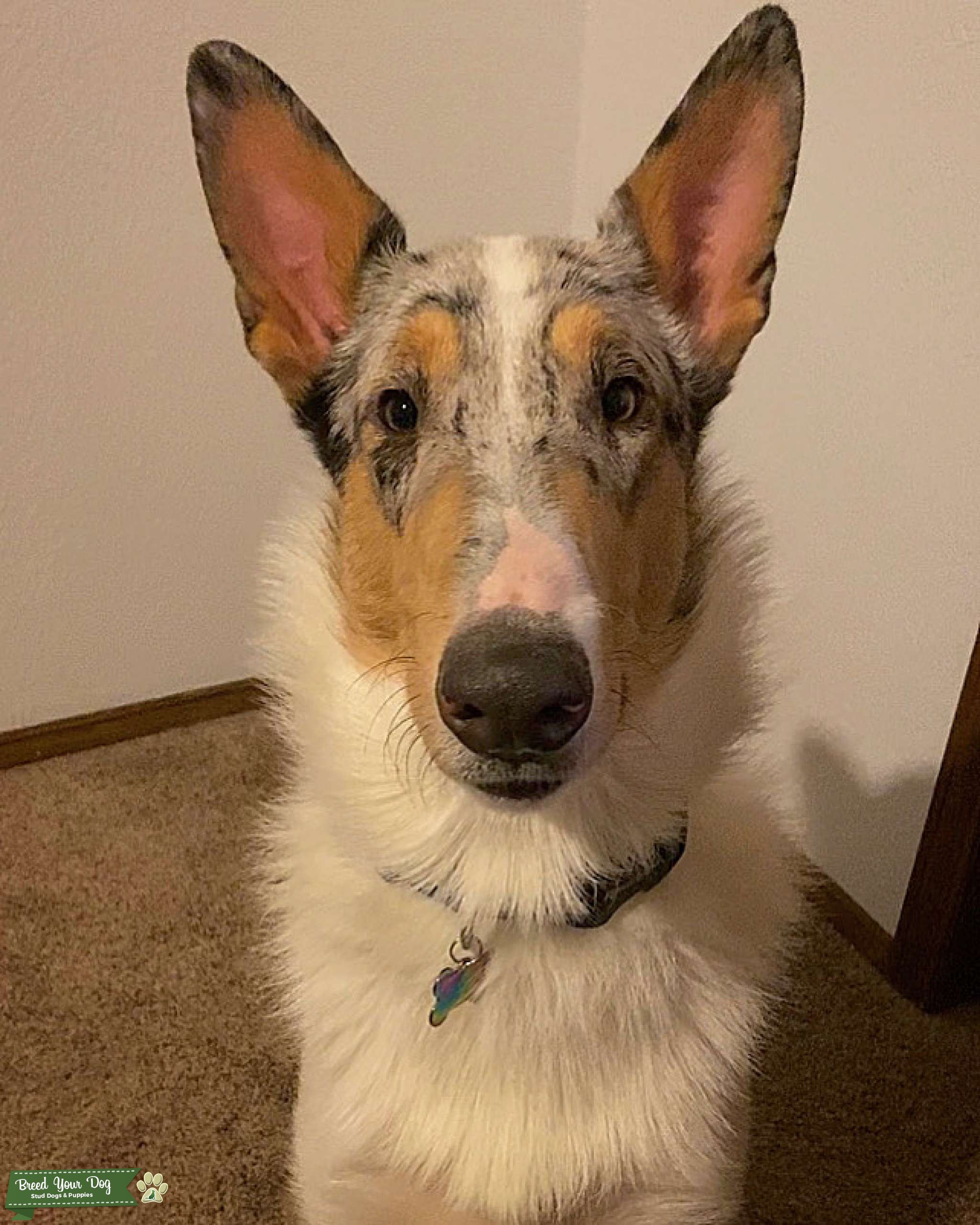 merle smooth collie