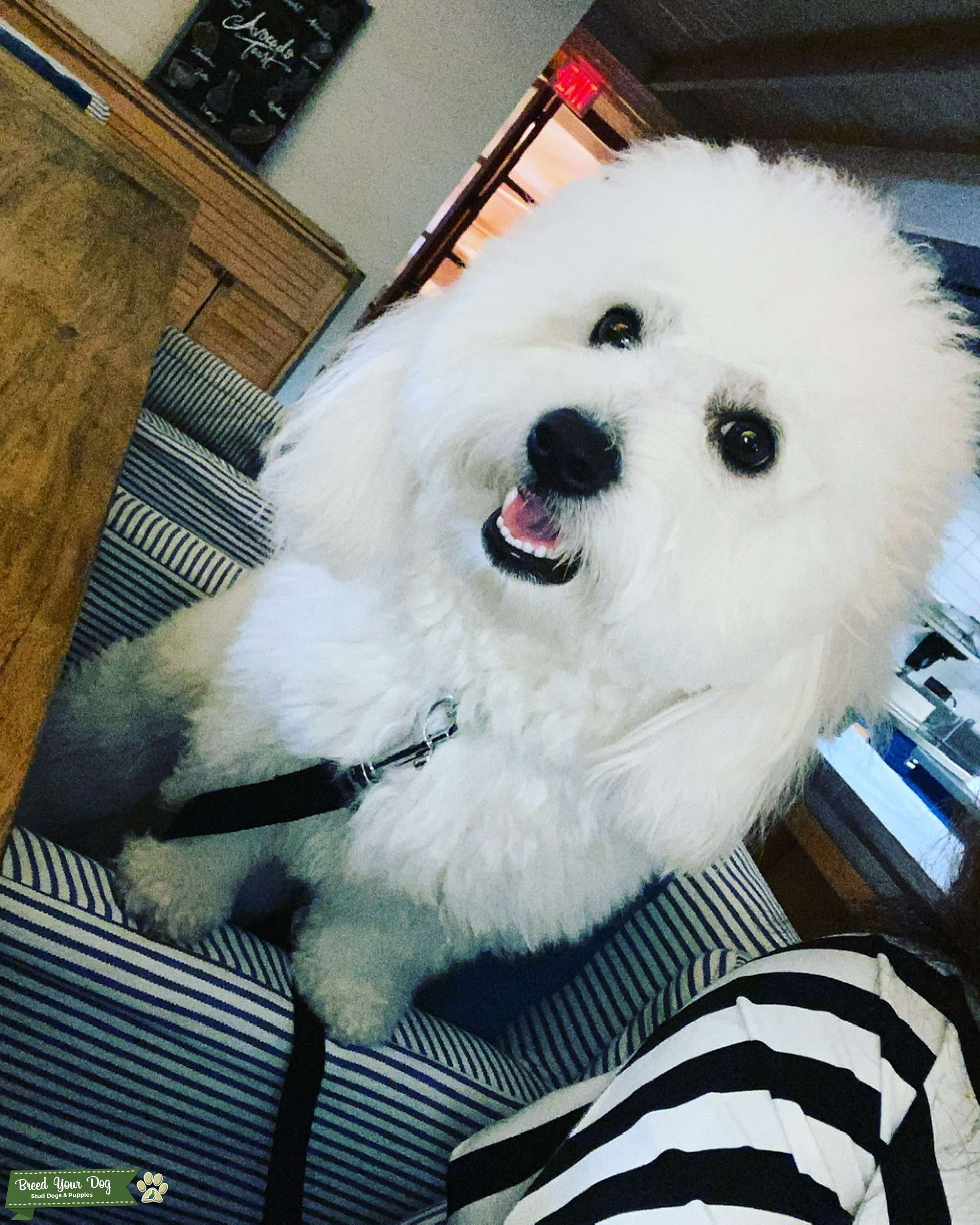 All White Coton de Tulear for Stud Stud Dog in Washington DC Area
