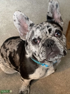 **Blue Merle Stud in MO** Listing Image