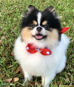 Beautiful full breed Black/White/Tan Tri Pomeranian Stud Listing Image