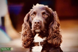 Chocolate Sprocker  Listing Image