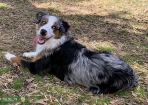 ‘Blue” — the Blue-eyed, Blue Merle Australian Shepherd  Listing Image
