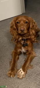 Cockerpoo Listing Image
