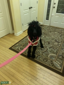 AKC Standard Poodle Listing Image