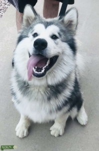 Purebred Alaskan malamute Listing Image