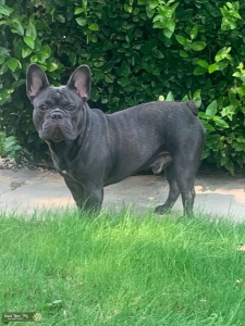 French Bulldog Stud Listing Image