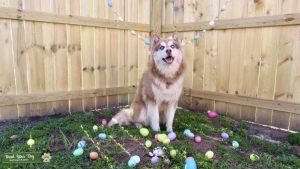Beautiful Red Siberian Husky Listing Image