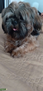 Akc registered brown/black shih tzu stud Listing Image