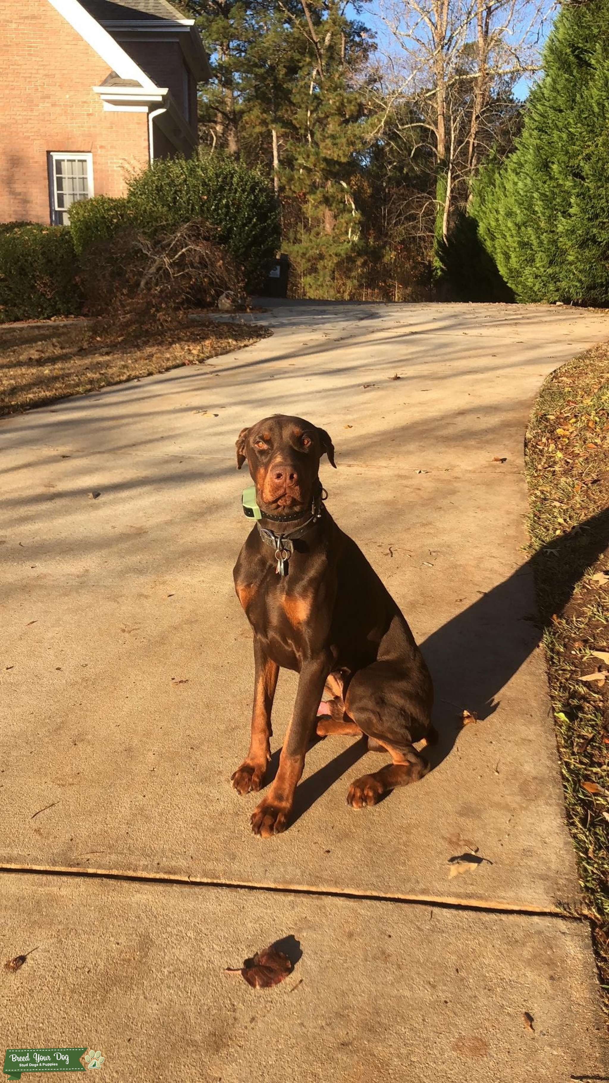 chocolate doberman