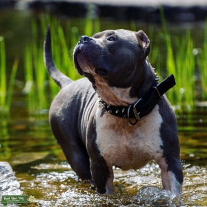 ABKC & UKC registered American Bully Listing Image