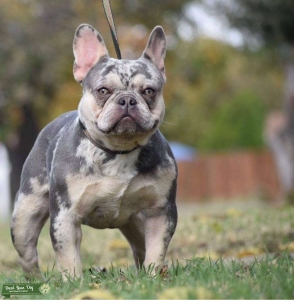 Lilac and Tan Merle French Bulldog  Listing Image