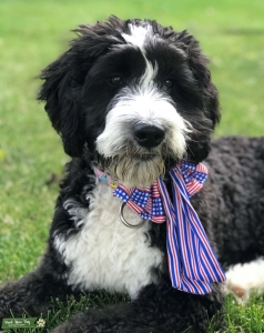 Bernedoodle  Listing Image
